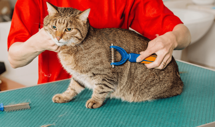 Pet Deshedding